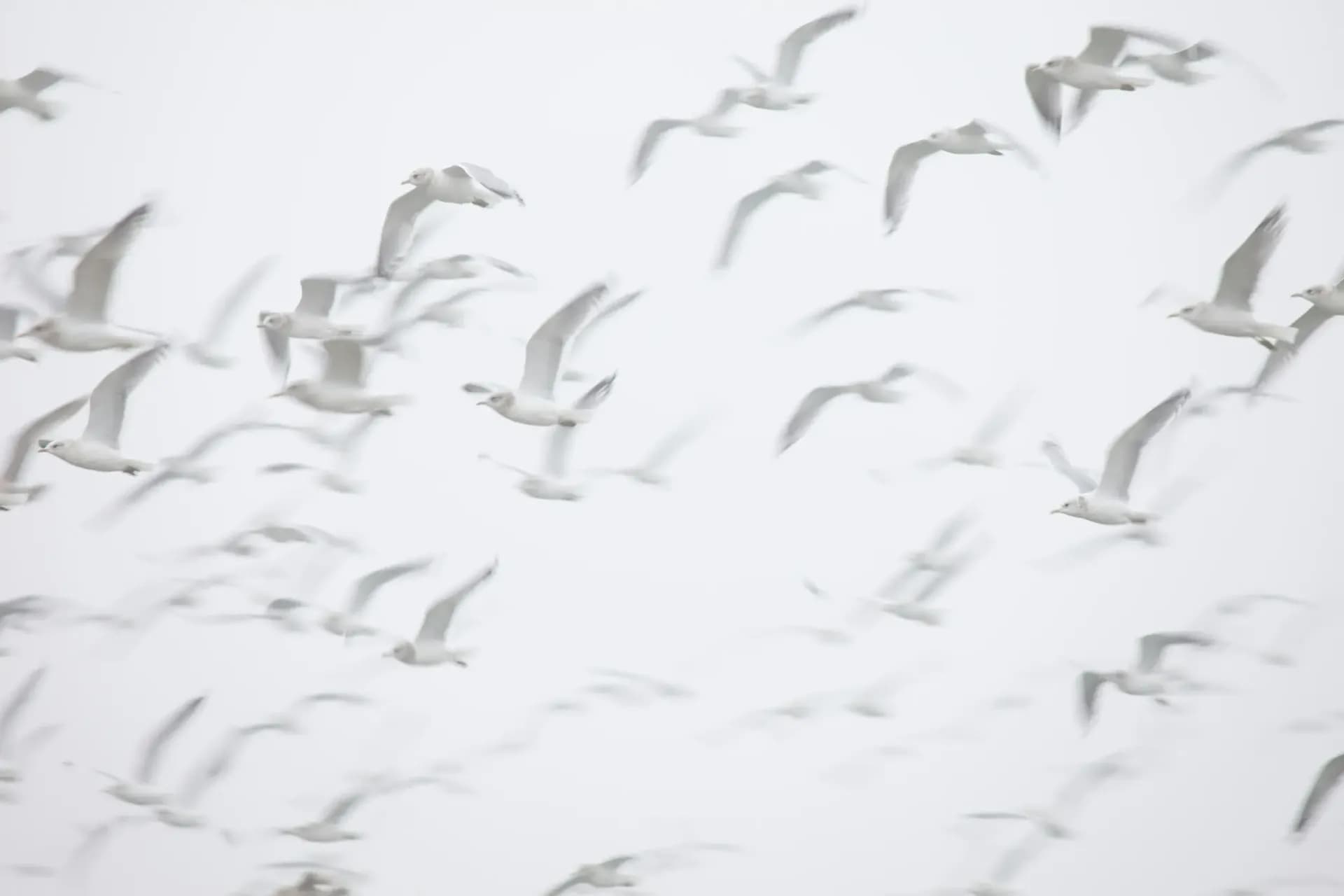 Flying seaguls